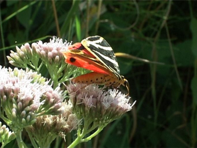 Russischer Bär ( Euplagia quadripunctaria ) : Kaiserstuhl, 21.07.2006